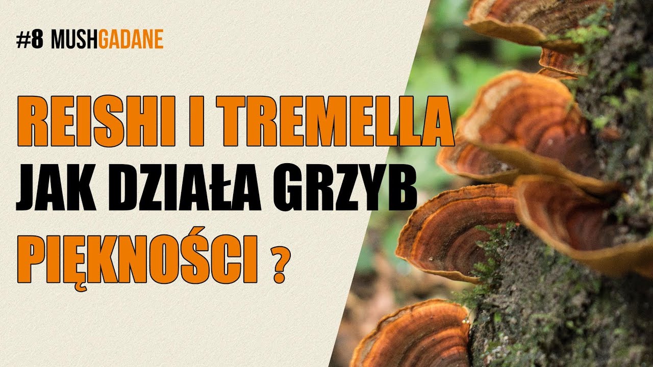 #8 - REISHI i TREMELLA. Grzyb nieśmiertelności i Grzyb piękności