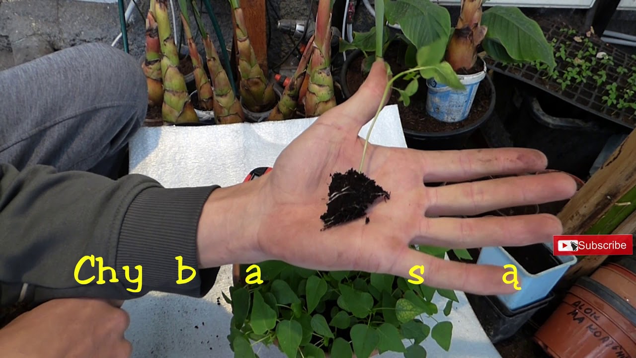 🌴✔Odc 449-Roczne papaje+przesadzanie małych papai. Papaja carica,formosa.