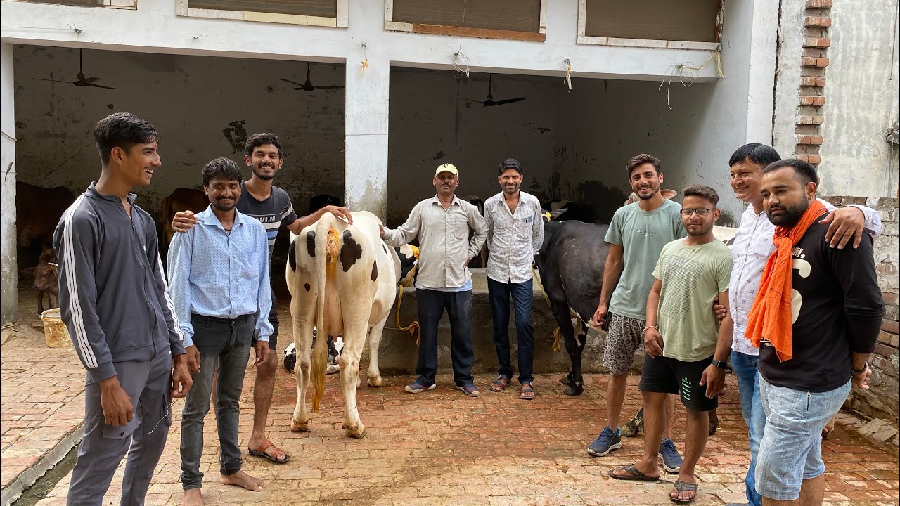 Beautiful Hf Cows Supply in Madhya Pradesh | पाँचवी बार लेने आए गाय | Hf Cow Supplier in India