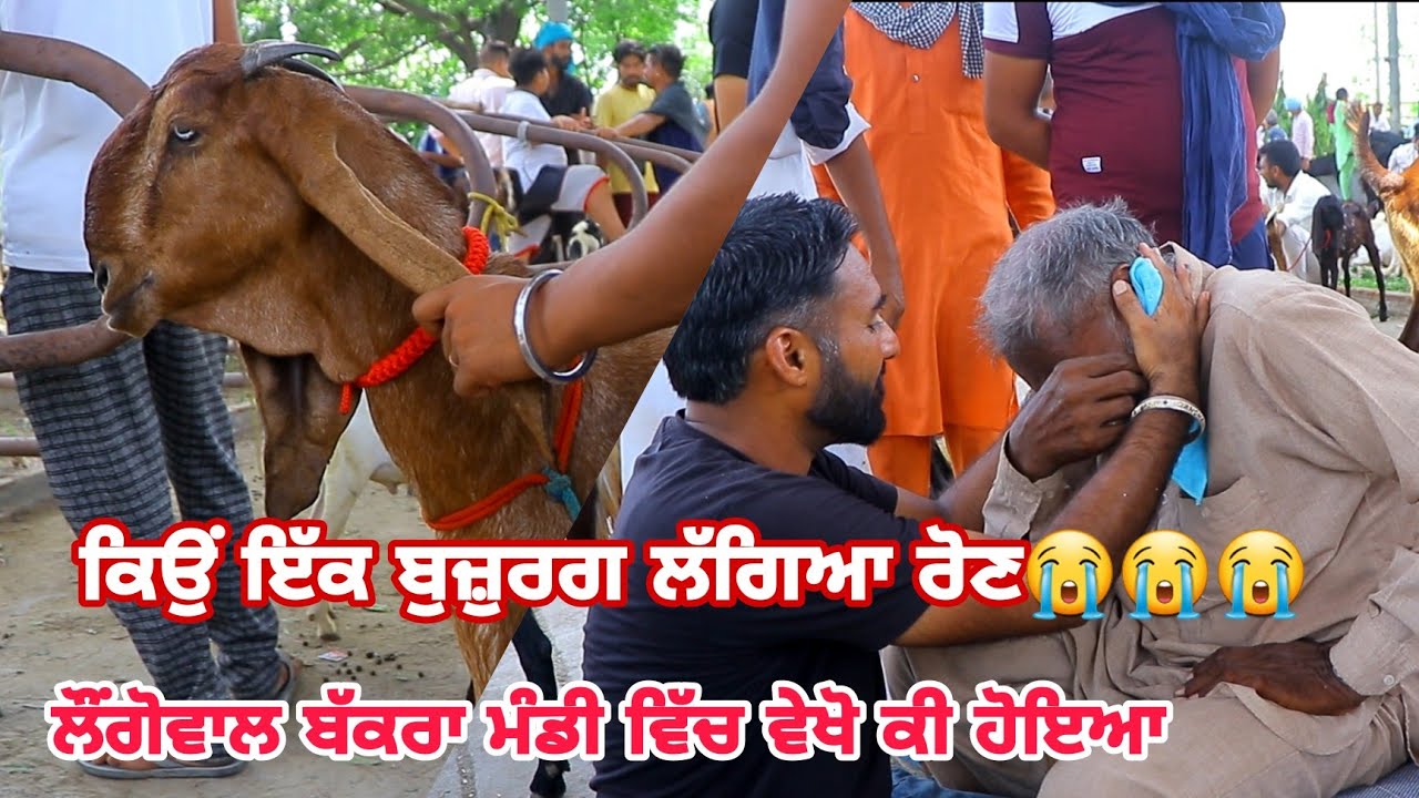 ਲੌਂਗੋਵਾਲ ਬੱਕਰਾ ਮੰਡੀ ॥ Longowal bakri Mela ॥ @ILTI LANA TV