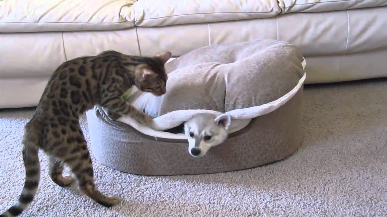 Akira and Tesla - Playing on Bed