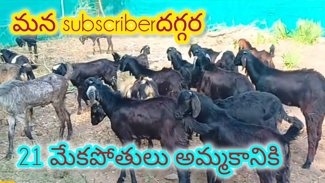 బాపట్ల జిల్లా కూచినపూడి గ్రామం లో 9346193124 మేకపోతులు అమ్మకానికి శ్రీవాణి 8897583990