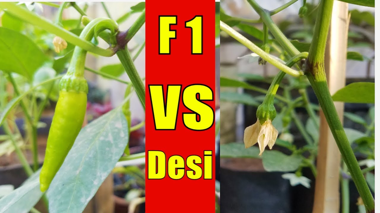 My Experiment || F1 Mirch vs Desi Mirch