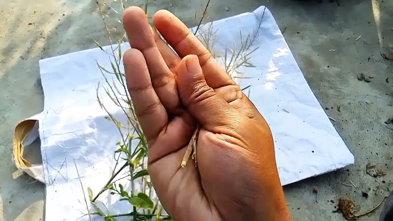 ছাদ বাগান থেকে সরিষা সংগ্রহ  🌱🥰 #foryou #vairalvideo #gardening 
