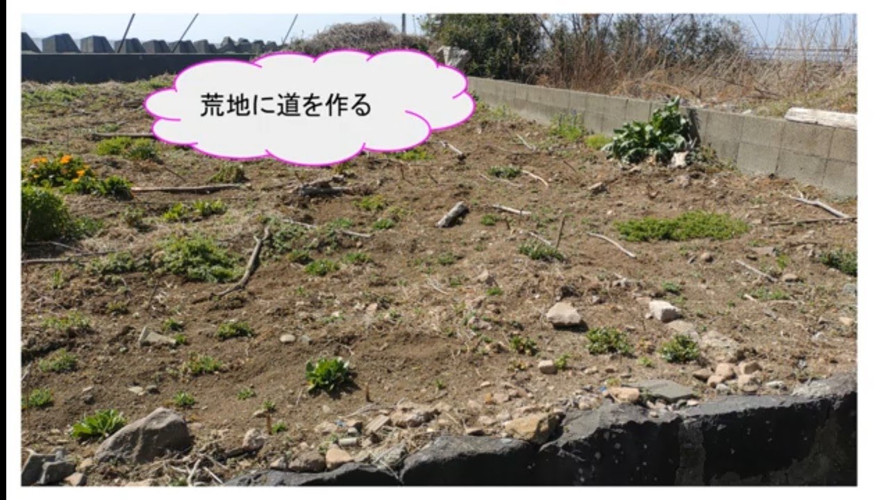 荒地を花畑に（３）/道を作る/マリーゴールドの発芽/ルピナス開花/こぼれ種からガイラルディア