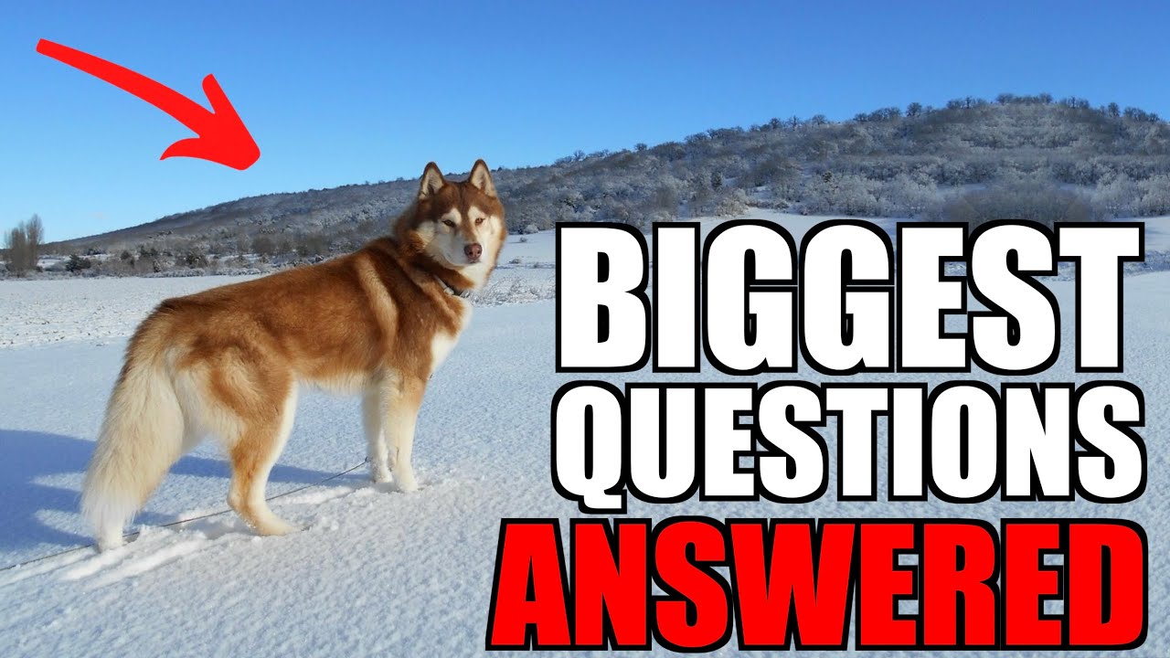 Answering Popular Questions About Siberian Huskies
