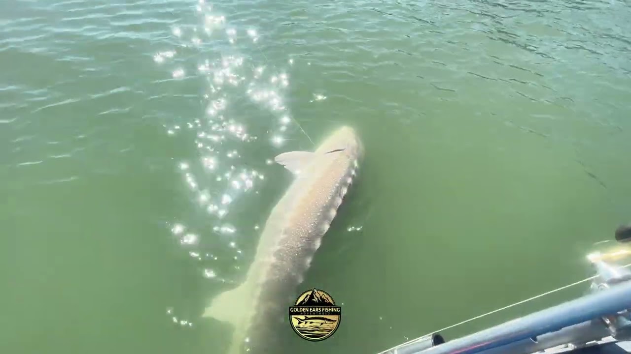 Sturgeon Fishing Maple Ridge