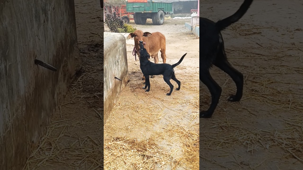#shera 🐶radha🐄ko bahut pyaar karta hai#true  friends #cpw#dog#loves#viralshort