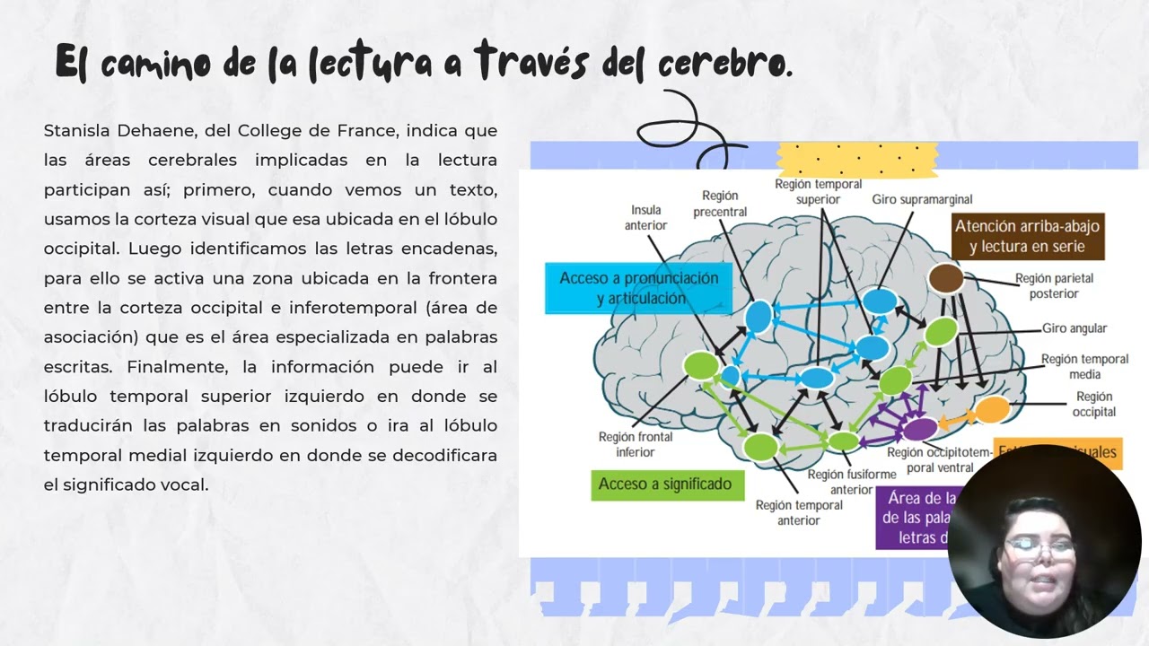 2.1.1 El cerebro y la lectoescritura.