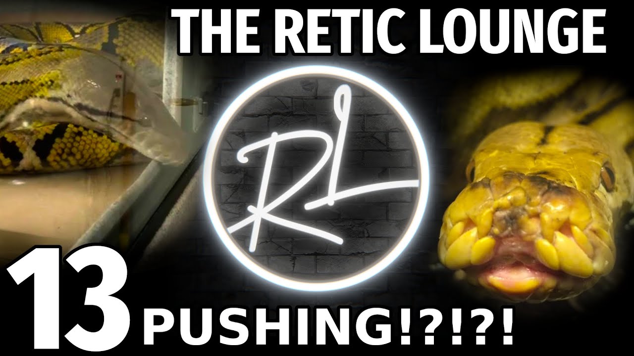 Reticulated Python Pushing | The Retic Lounge #13