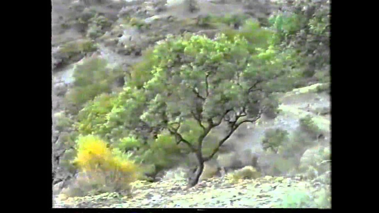 OTIVAR SERRANIA DEL SOL - 1995