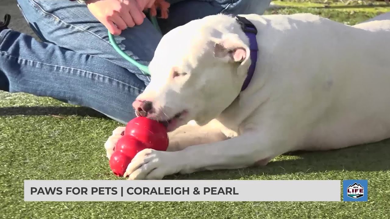 Paws For Pets | Coraleigh & Pearl