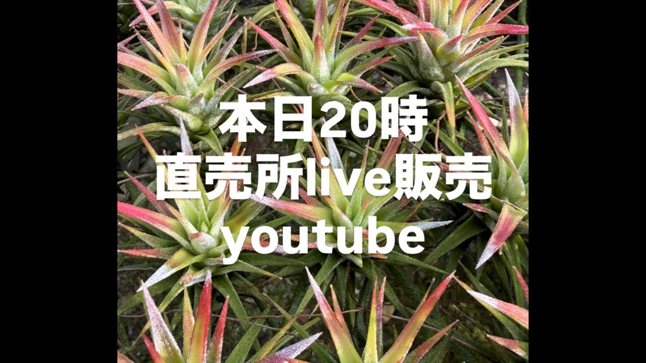 1/31 村長の直売所　植物紹介live