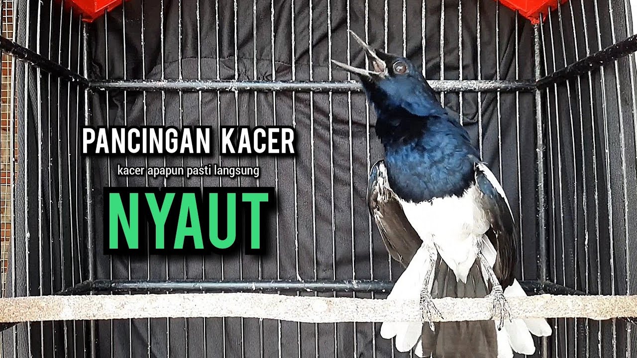 kacer gacor NGEPLONG tarung ini paling ampuh buat PANCINGAN KACER agar EMOSI