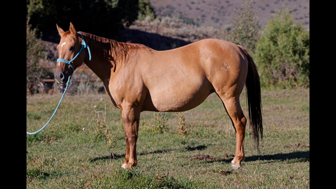 DE RED BULLY