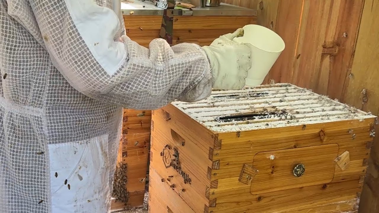 2nd Powdered Sugar Treatment For Varroa Mites Shake & Brush Technique ~ how to start beekeeping