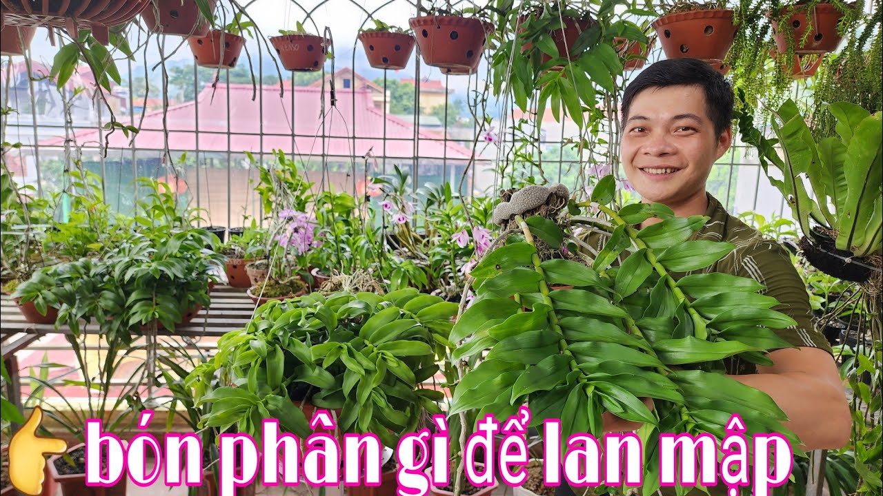 cách chăm sóc phi điệp mập ú không dùng thuốc | trồng lan ban công