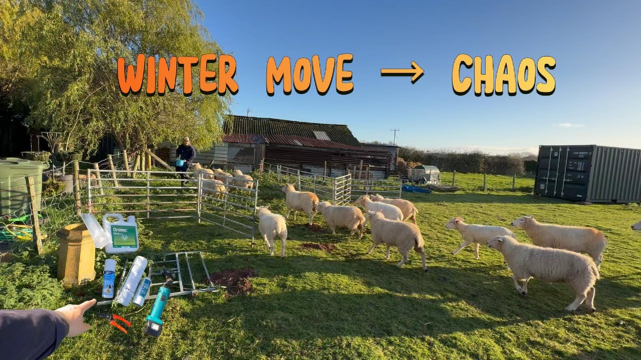 Final Winter Move + Ram Health Day… and a Total Ewe Uprising!