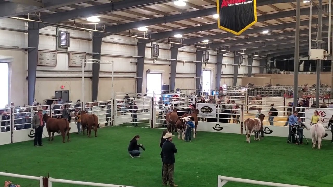 Brock Mills - San Antonio 2023 Steer Show- Burly the Shorthorn