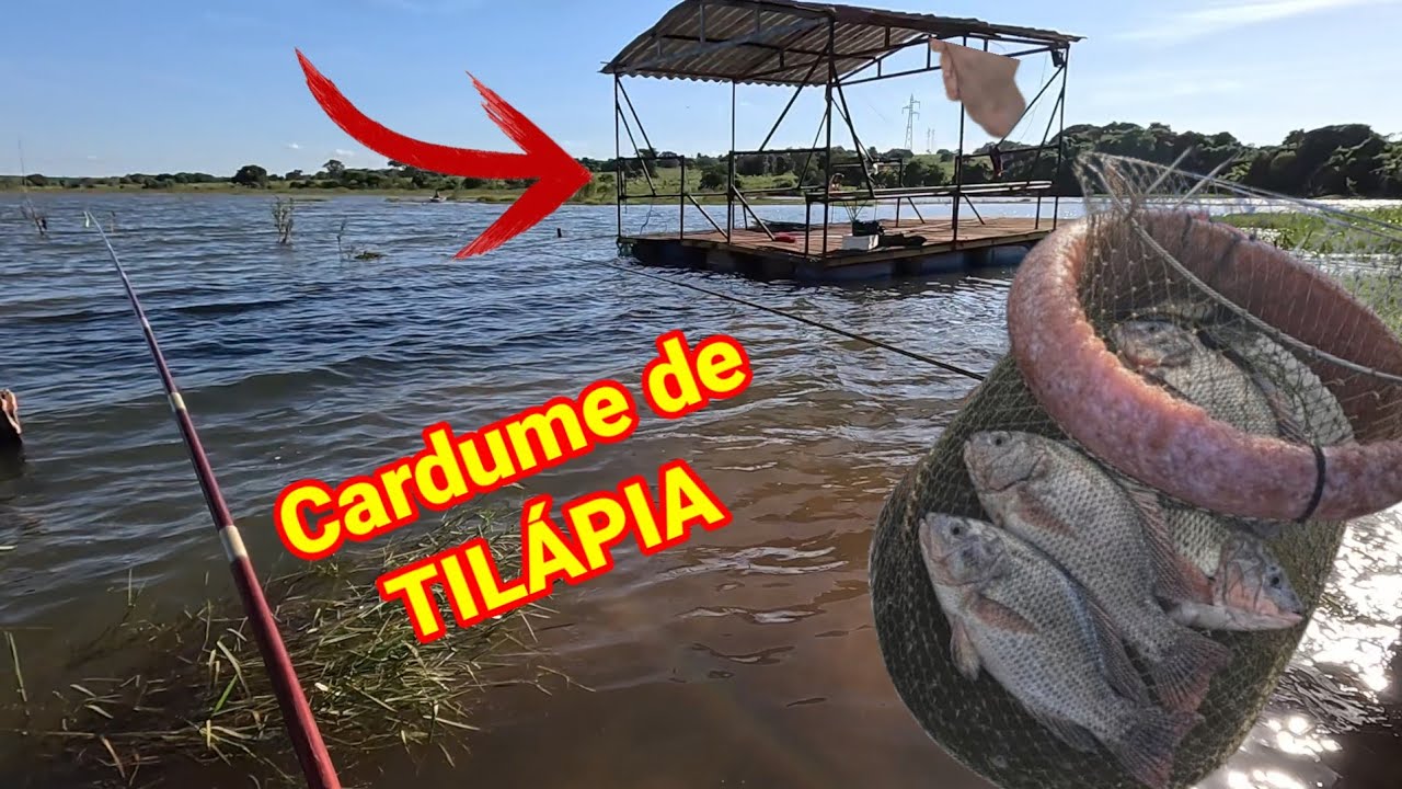 Pescaria de tilápia, achei o cardume delas, só tinha as Gigantes 