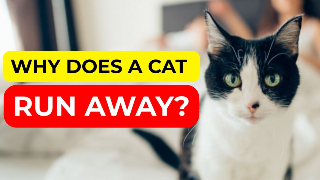 Why does your cat LEAVE when you're feeling down? She senses you more deeply than you think!
