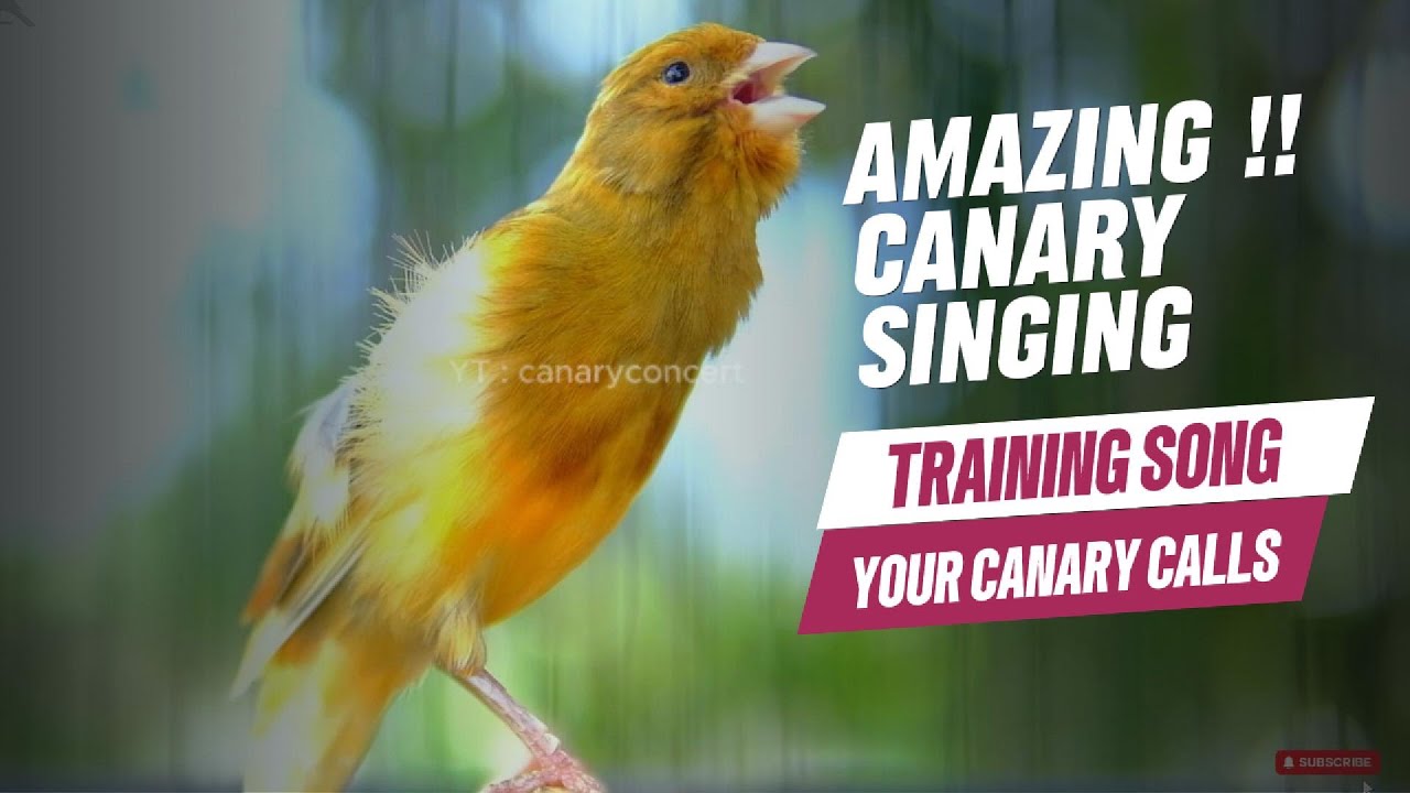 Canary Sounds That Make Other Birds Sing || Canary Bird Calls – Peaceful Sounds for Study or Sleep