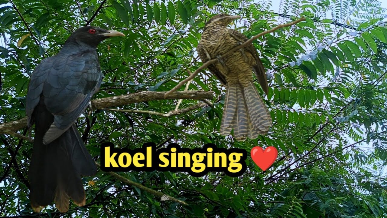 Asian Koel || Singing || Nature Web 