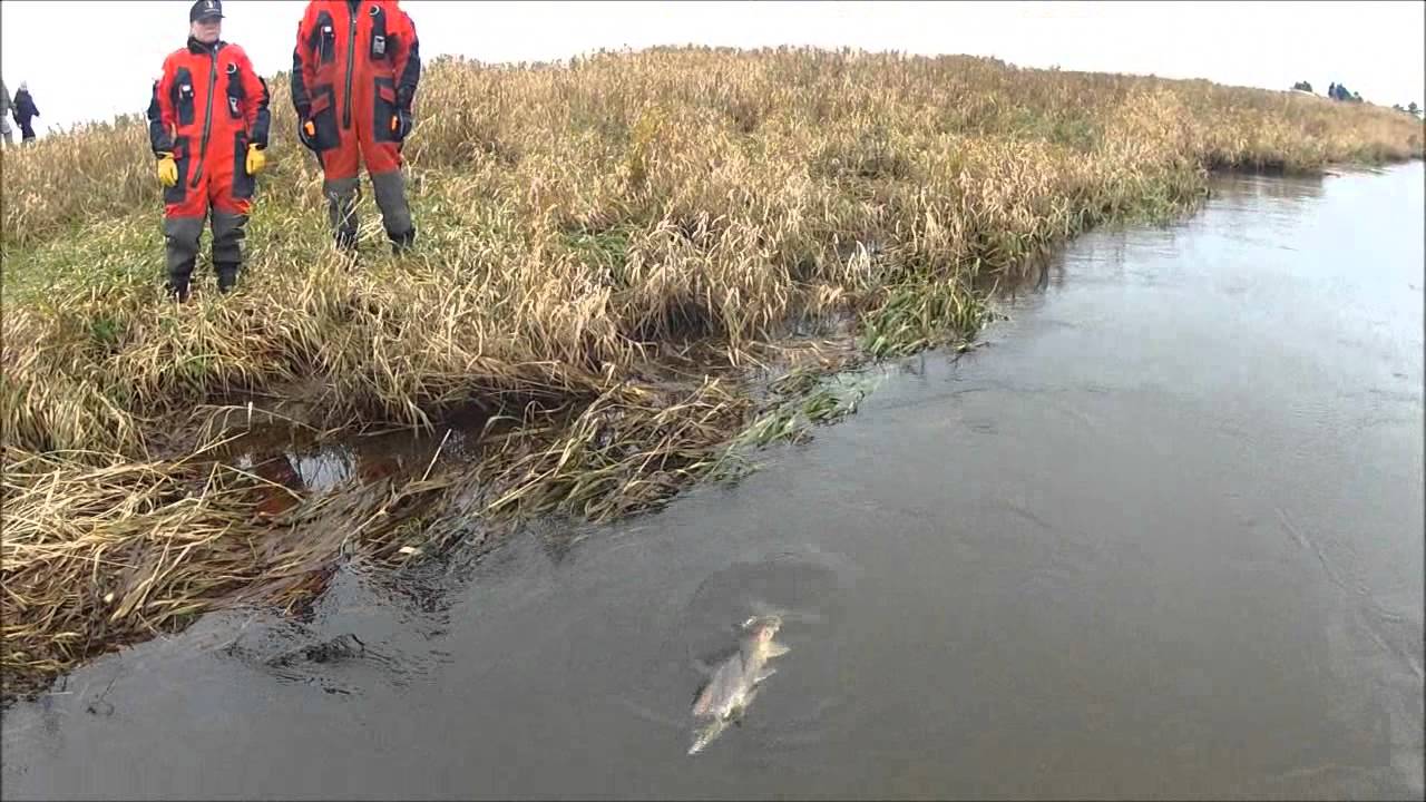 Elfiskeri Storåen Vemb 2013