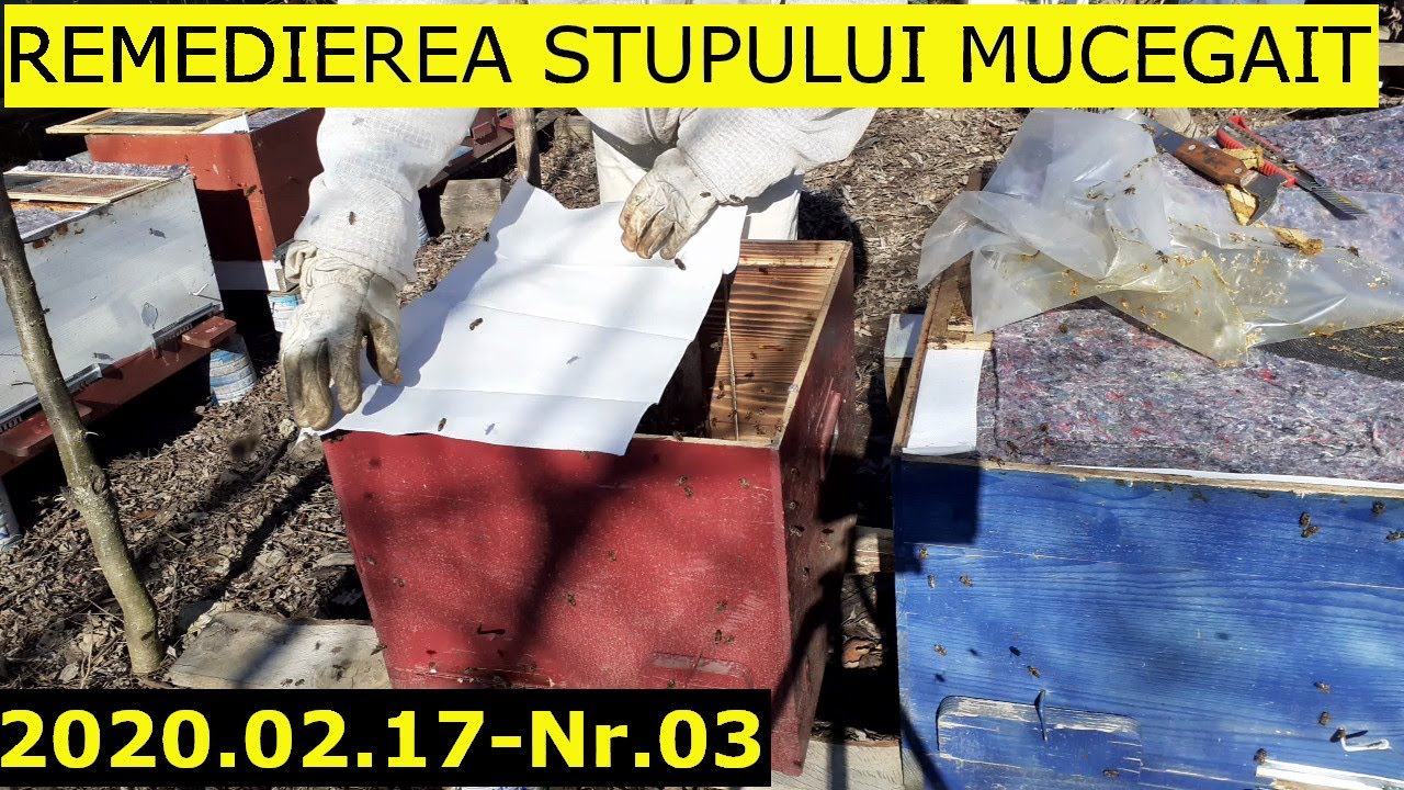 17.02.2020. Remedierea stupului cu mucegai- Ce metode se pot folosi impotriva mucegaiului ?