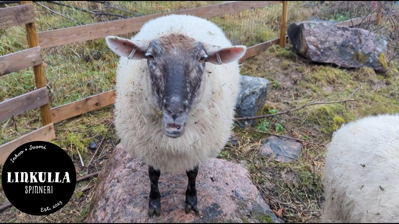 Linkulla Spinneri - Pikkujoulu lampolassa