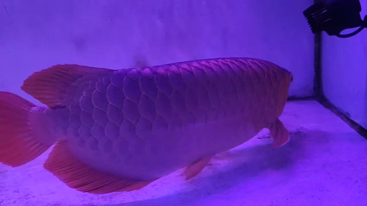 Ikan Arwana Super Red, Arwana dalam Aquarium 