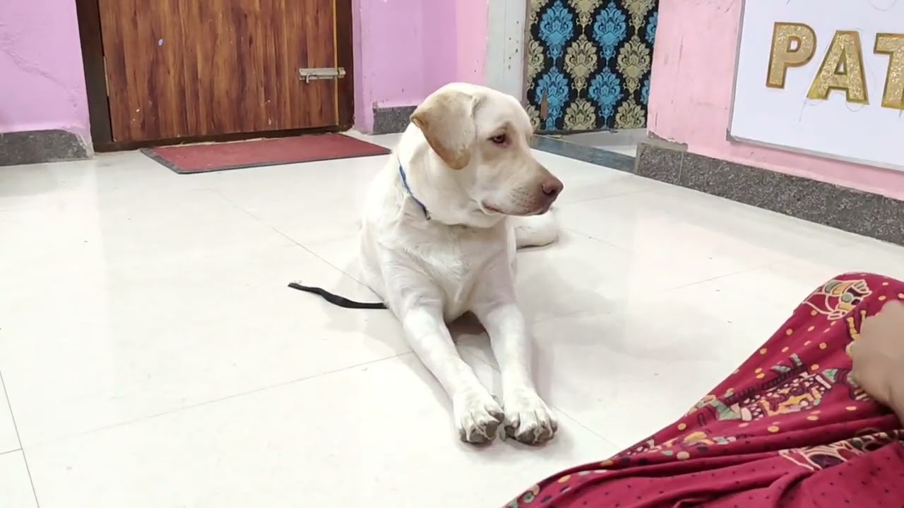 பட்டு எவ்ளோ அழகா எவ்ளோ அறிவாளினு பாருங்க