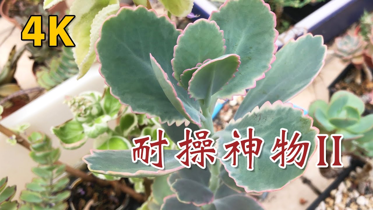 【慎入！】地表最強雜草多肉？警告：沒事千萬別亂種，它們的繁殖力太恐怖！(蕾絲公主/蝴蝶之舞)