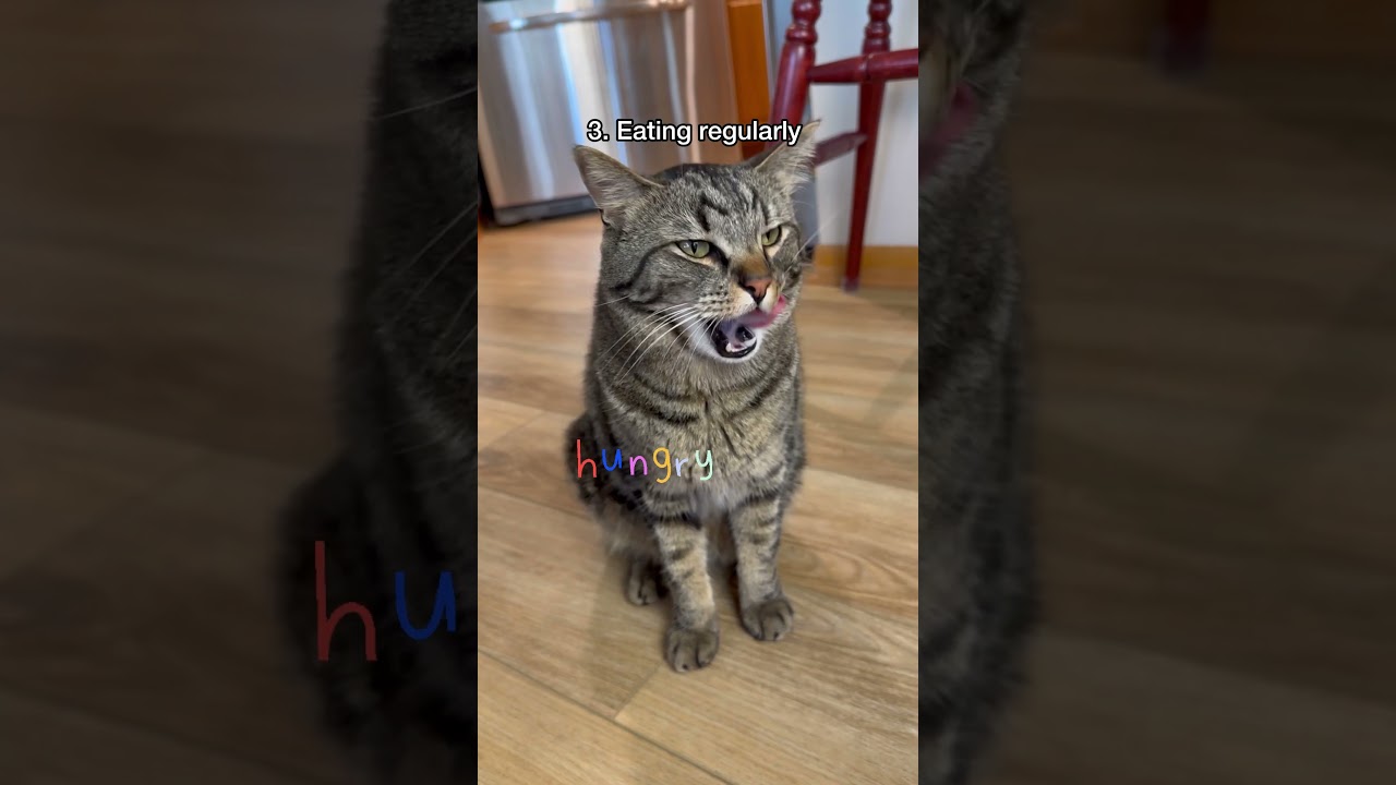 5 Signs Of A Happy Cat
