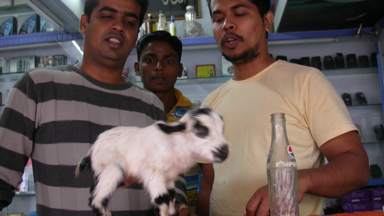 Memories STAR GOATS FARM Asif STD