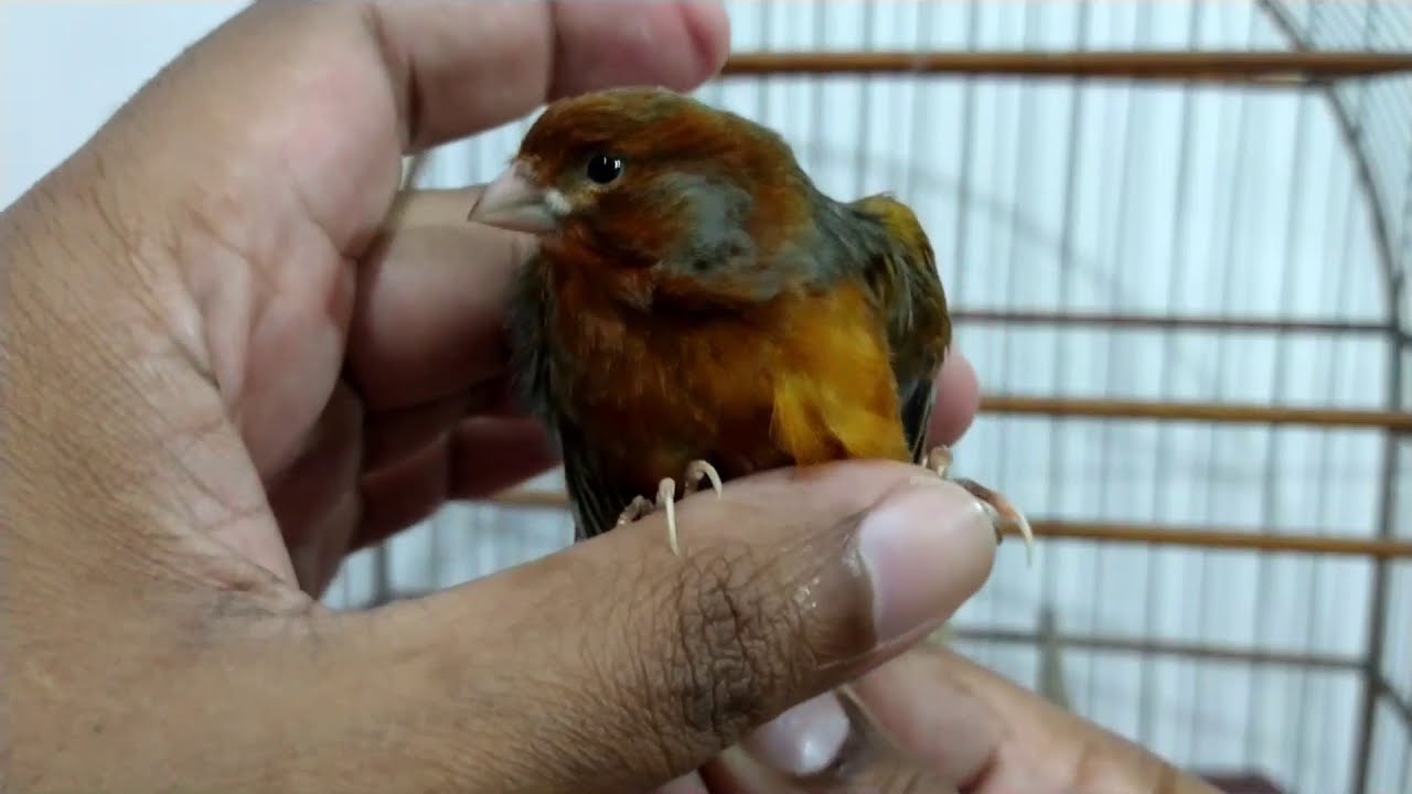 Comprei dois canários e eles estão roucos. Resolvendo o problema