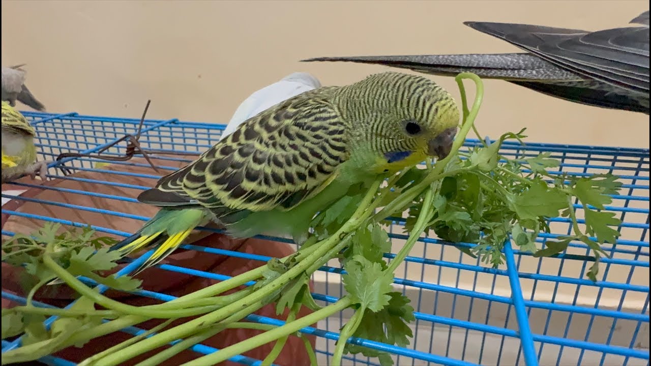 lovebirds cute video