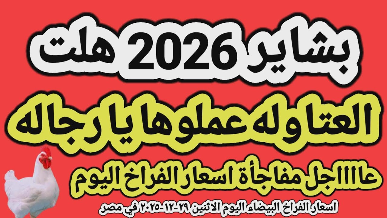 اسعار الفراخ البيضاء اليوم/ سعر الفراخ البيضاء اليوم الاثنين ٢٩-١٢-٢٠٢٥ في مصر جمله وقطاعي