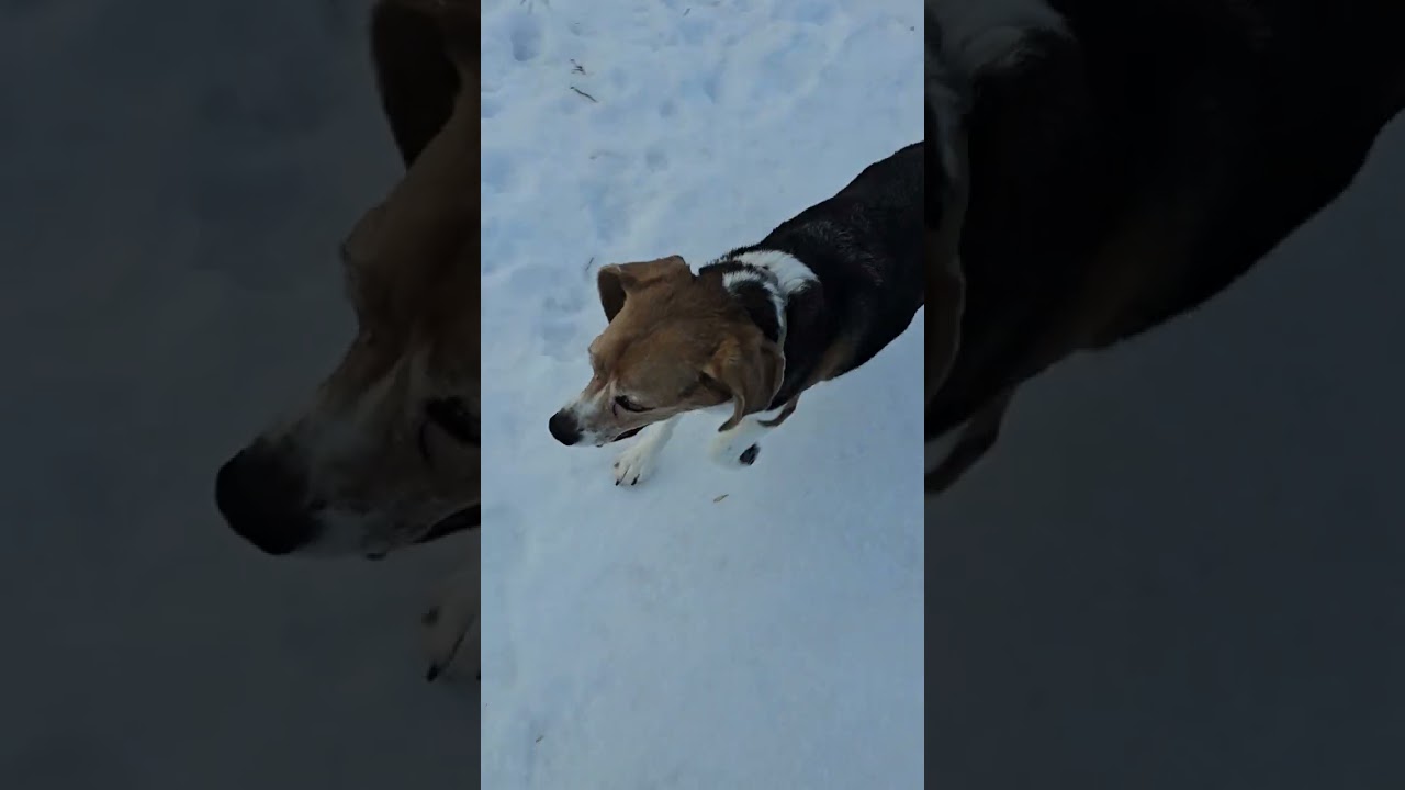 3. Среда, 11 февраля. Групповая прогулка с Майло, Пепе, Феликсом, Чуи и Ру.