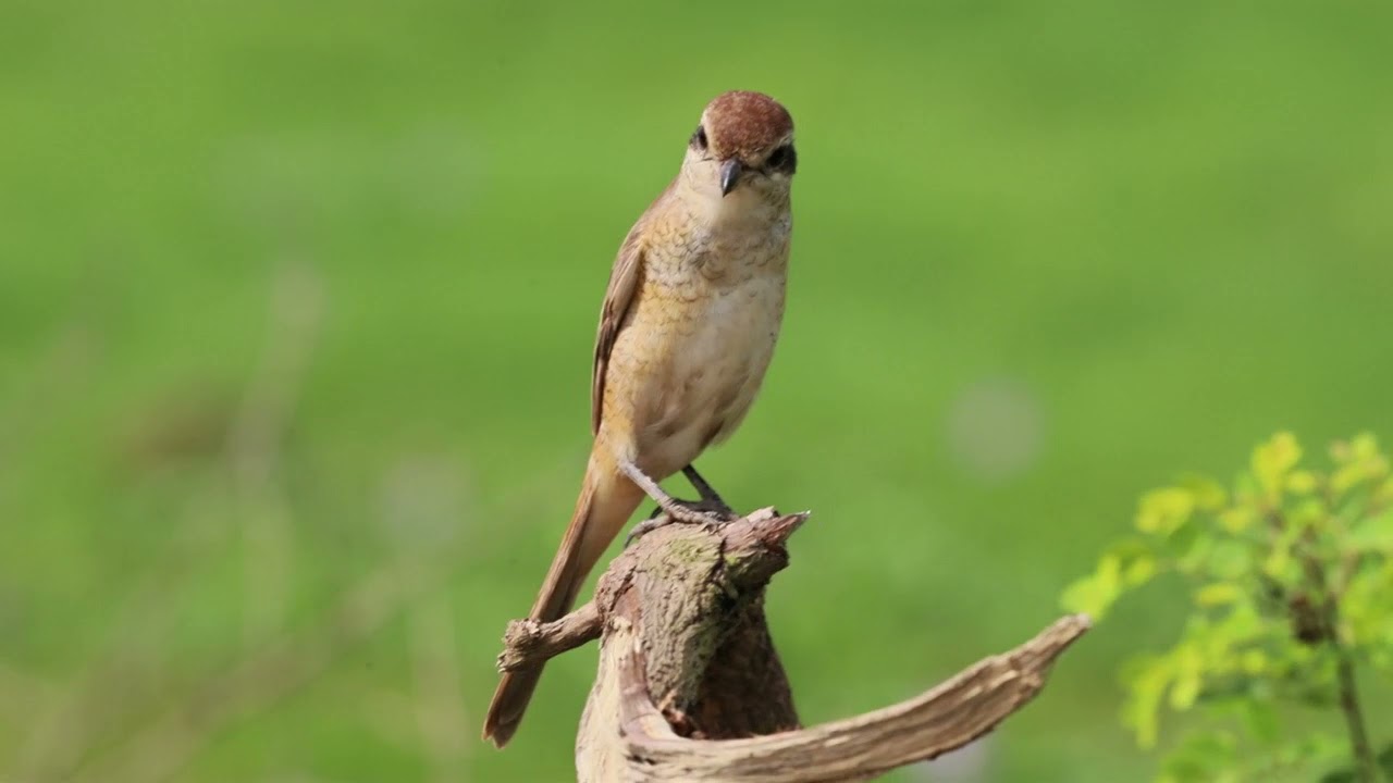 Singing Brown Shrike......