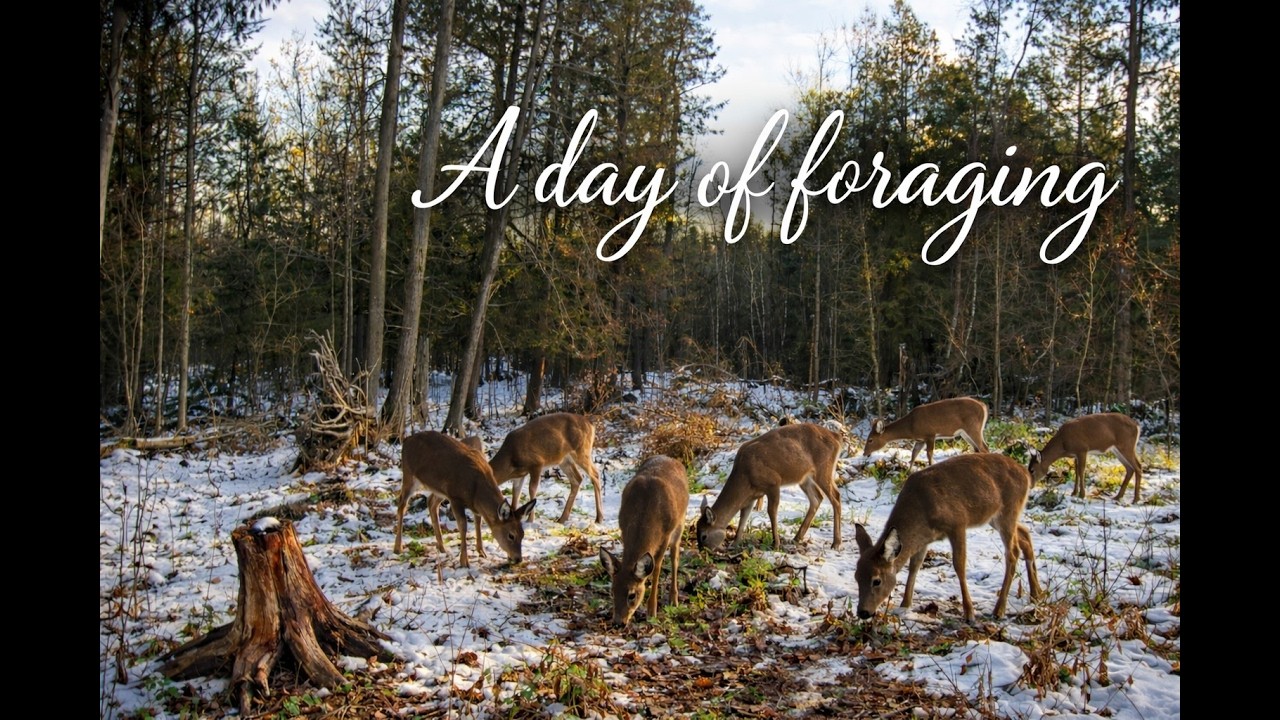 Peaceful Deer Grazing in the Pines | 15 Minute Relaxing Nature Video
