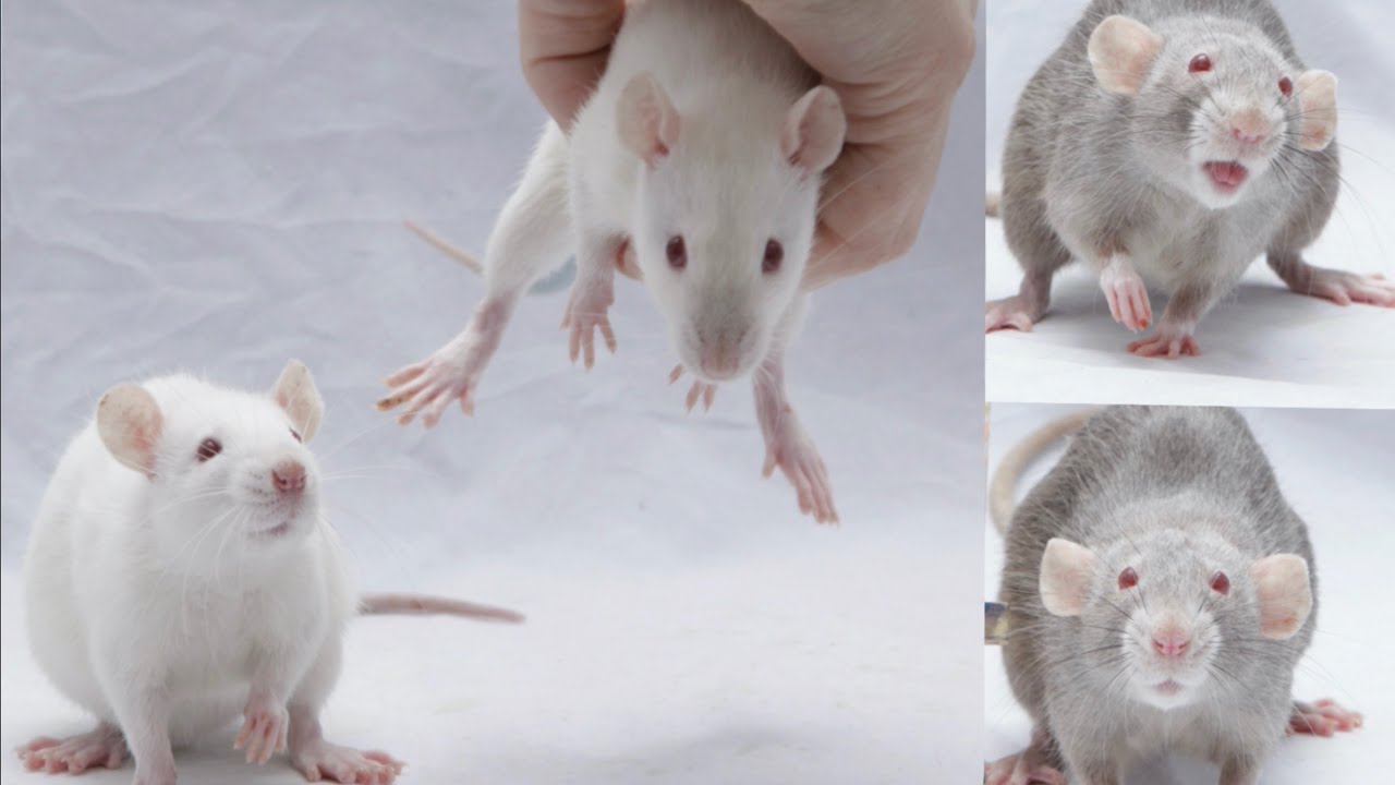 My 3 New Rats Backstories!