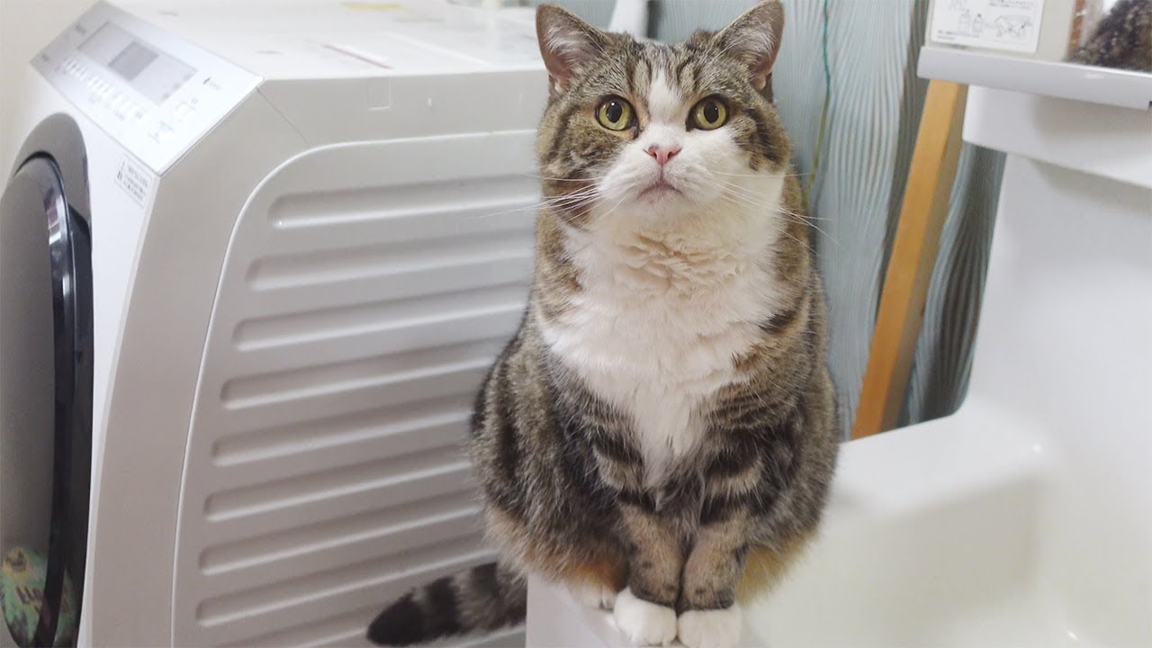 朝の洗顔をするねこ。-Maru's morning face wash.-