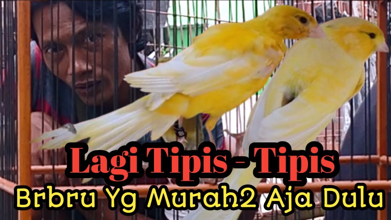 DOLAN PASAR LAGII SEKALIAN SPIL HARGA KENARI GACOR MURAH