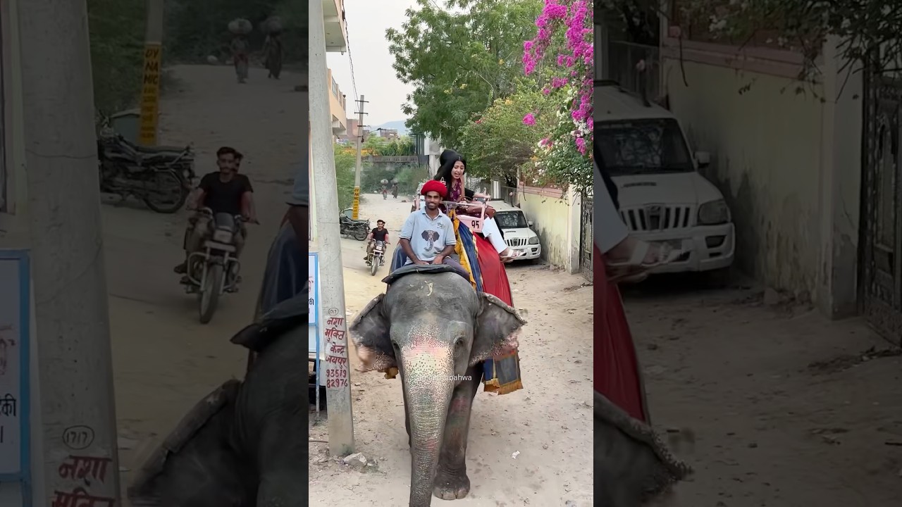 Super Expensive Elephant 🐘Ride in Jaipur😮 #elephantride #elephant #jagritipahwa #jaipur #minivlog