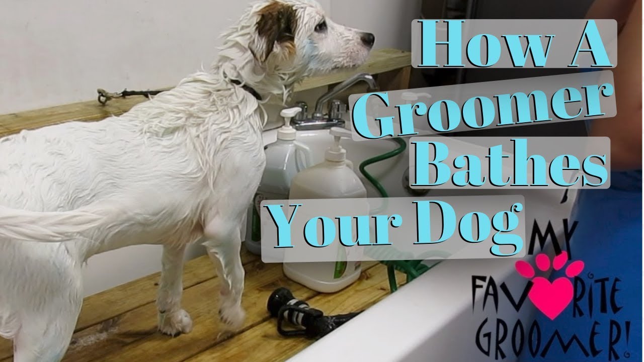 Bathing a dog at a groom shop