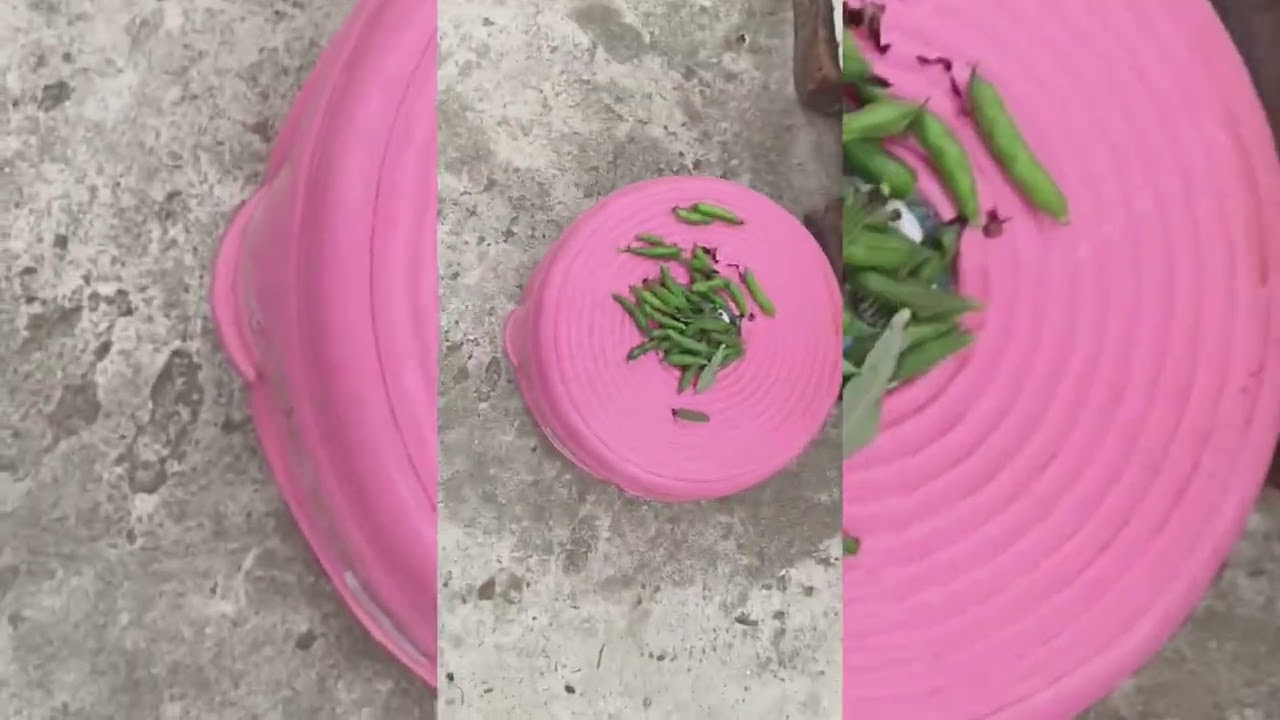 Aaj Ki Taza Sabzi Harvesting 🥬 | Baigan, Mooli, Phool Gobhi | Meena Organic #garden #meenaorganic 