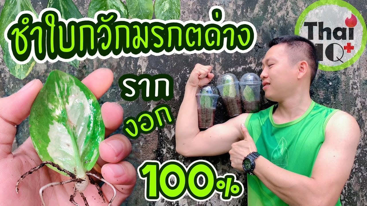 วิธีชำใบกวักมรกตด่าง ให้รากงอกเร็ว l EP.10 เกษตรเดลิเวอรี่ by THAI IQ PLUS
