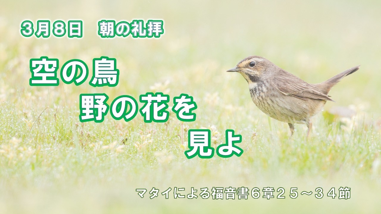 2026年3月8日朝の礼拝「空の鳥野の花を見よ」　吉岡 良昌  引退教師　マタイによる福音書６章２５～３４節