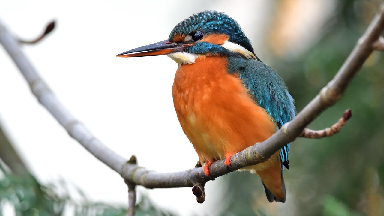 Eisvogel, Wasseramsel und Gebirgsstelze